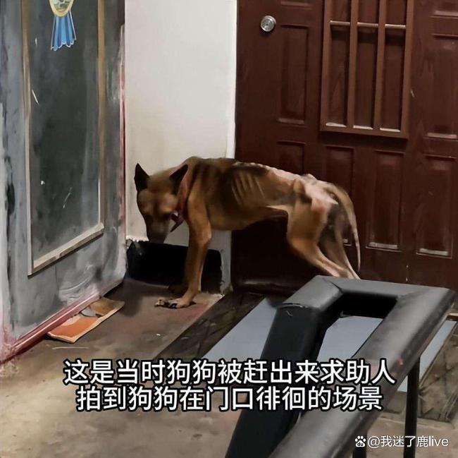 狗狗绝食7天守护离世主人遗体