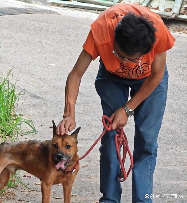 狗狗绝食7天守护离世主人遗体 忠犬泪别旧家