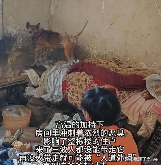 狗狗绝食7天守护离世主人遗体 忠犬泪别旧家