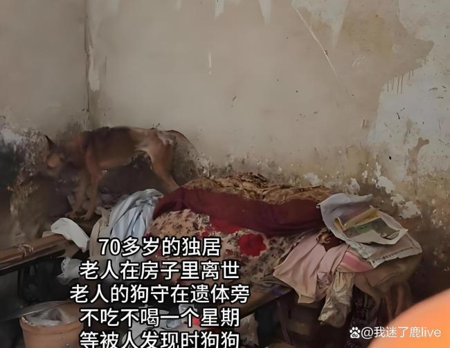 狗狗绝食7天守护离世主人遗体 忠犬泪别旧家