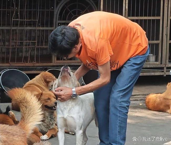 狗狗绝食7天守护离世主人遗体 忠犬泪别旧家
