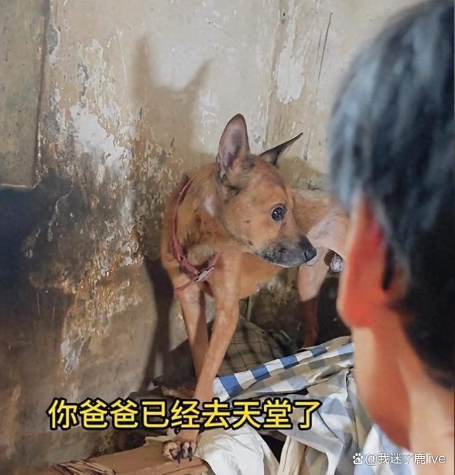 狗狗绝食7天守护离世主人遗体 忠犬泪别旧家